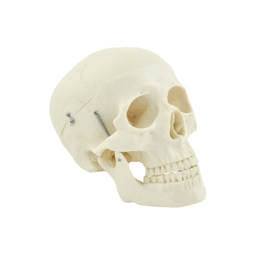 Human Skull Model