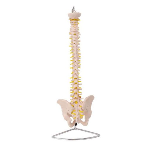 Model of a Spinal Column with Pelvis