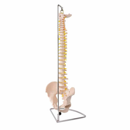 Model of a Spinal Column with Pelvis