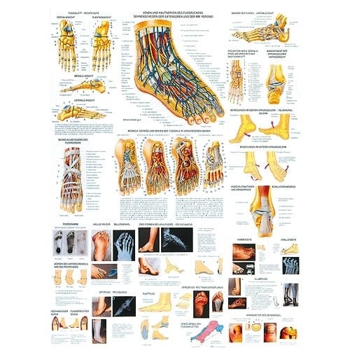 Healthy and Diseased Feet Wall Chart