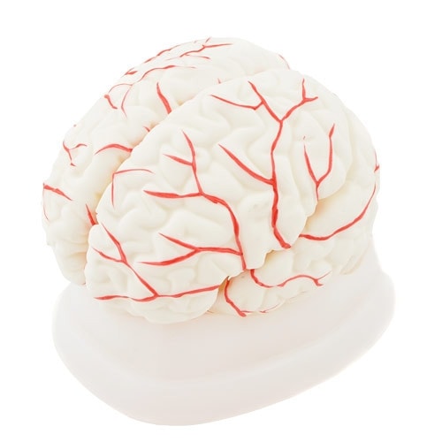 Brain Anatomical Model