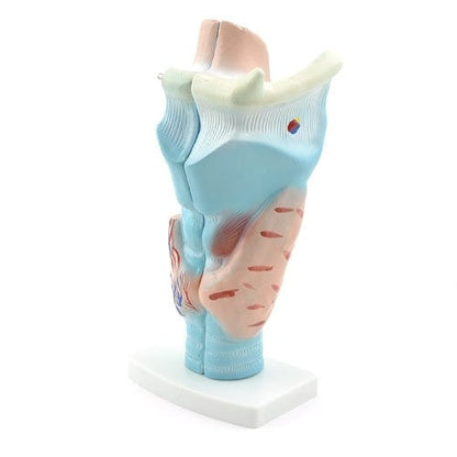 3-Piece Larynx Model