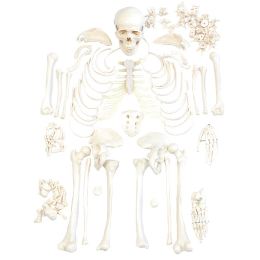 Disassembled Human Skeleton Model
