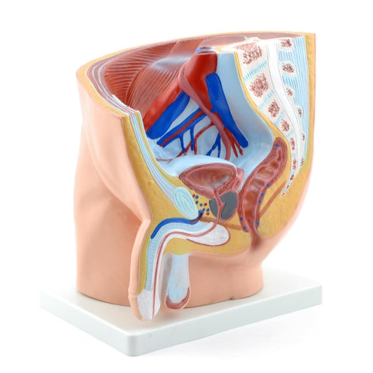 Male Pelvis Model