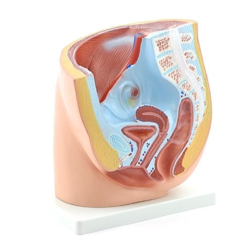 Female Pelvic Model
