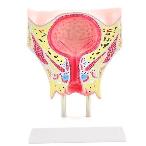 Female Bladder Model