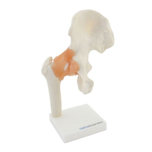 Hip Joint Anatomical Model with Ligaments