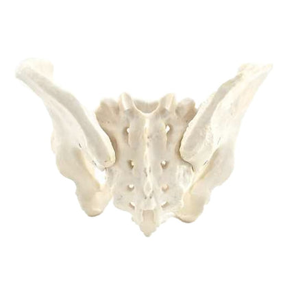 Skeletal Pelvis Model, Male