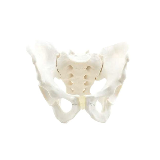 Skeletal Pelvis Model, Male