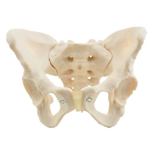 Skeletal Pelvis Model, Female