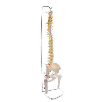 Spinal Column Model with Pelvis and Femoral Heads