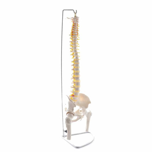 Spinal Column Model with Pelvis and Femoral Heads
