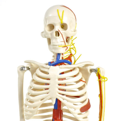 Human Skeleton Model
