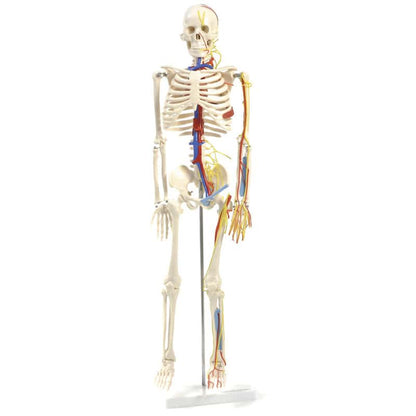 Human Skeleton Model