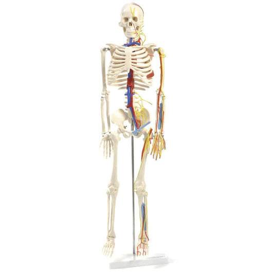 Human Skeleton Model