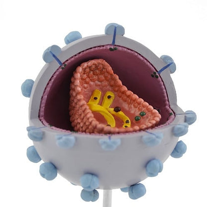 HIV Virus Model