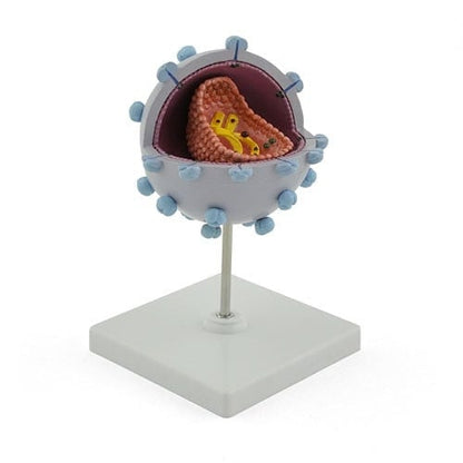 HIV Virus Model