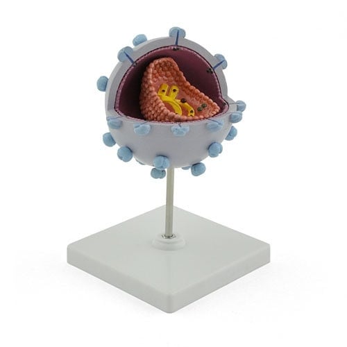 HIV Virus Model