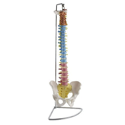 Didactic Vertebral Column Model