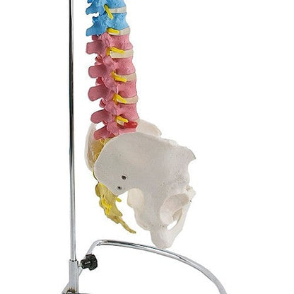 Didactic Vertebral Column Model