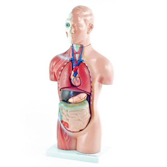 Genderless Torso Model