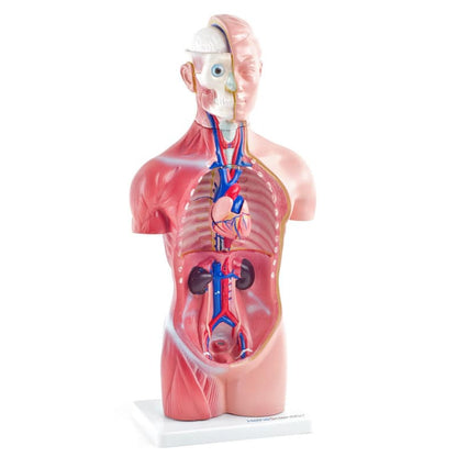 Genderless Torso Model