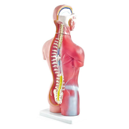 Genderless Torso Model