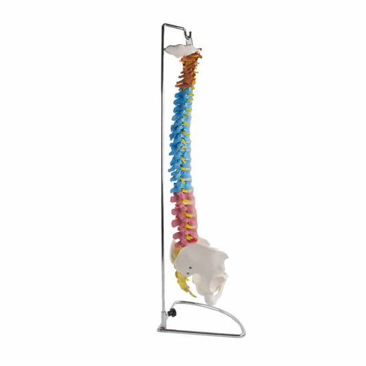 Didactic Vertebral Column Model