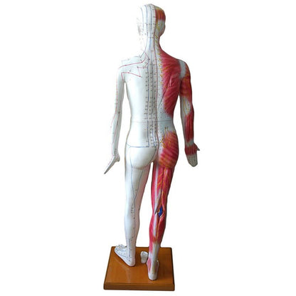 Life-size Acupuncture Model