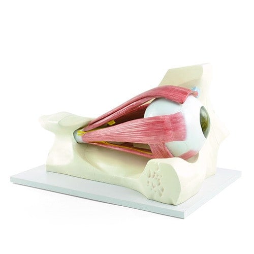 Model of the Eye Muscles