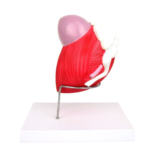 Anatomical Model of the Male Bladder