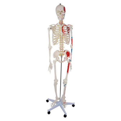 Skeleton Model with Painted Musculature