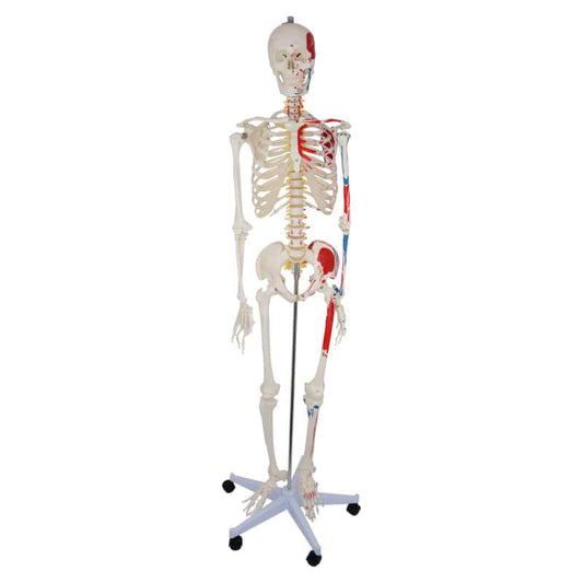 Skeleton Model with Painted Musculature
