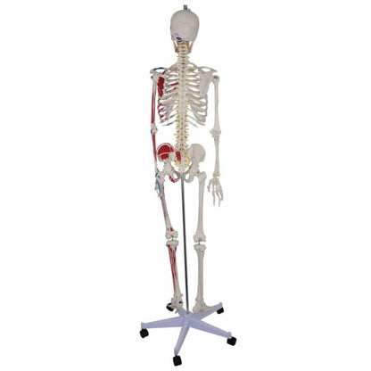 Skeleton Model with Painted Musculature