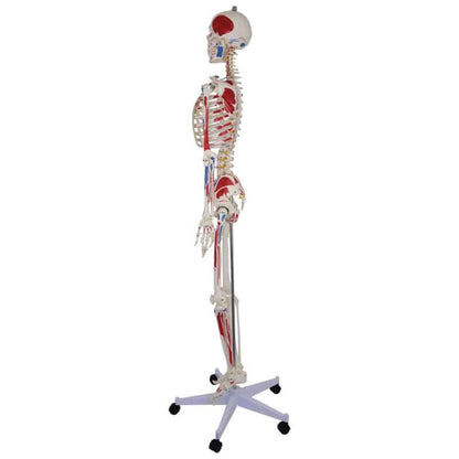 Skeleton Model with Painted Musculature