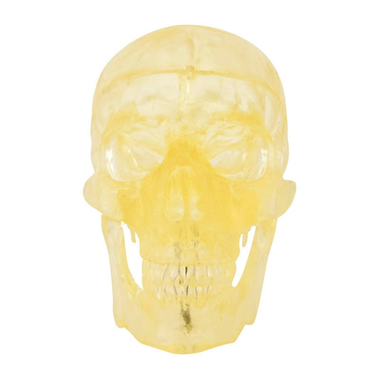 Transparent Skull Model