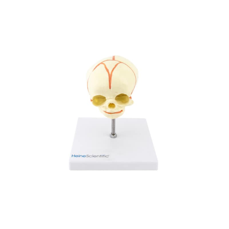 Foetus Skull Model