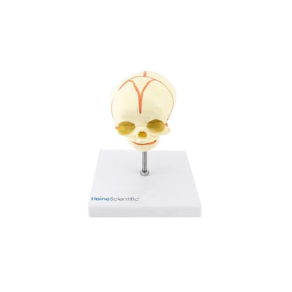 Foetus Skull Model