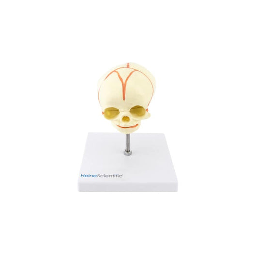 Foetus Skull Model