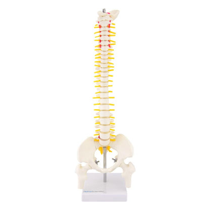 Miniature Spinal Column