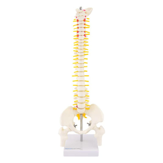 Miniature Spinal Column