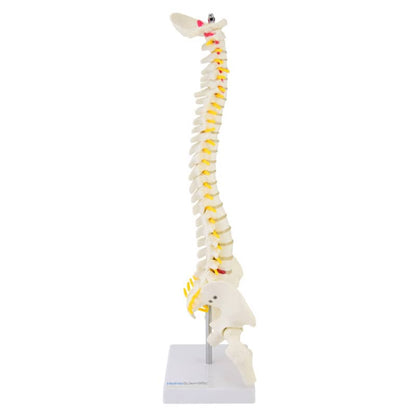 Miniature Spinal Column