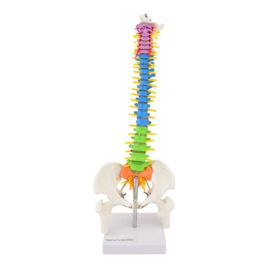 Didactic Miniature Spinal Column