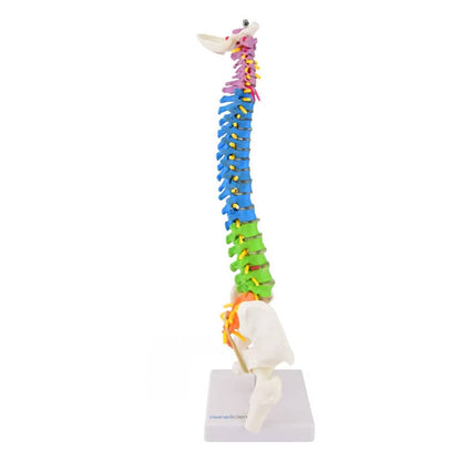 Didactic Miniature Spinal Column