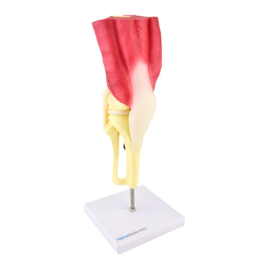 Knee Model