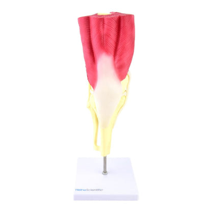 Knee Model