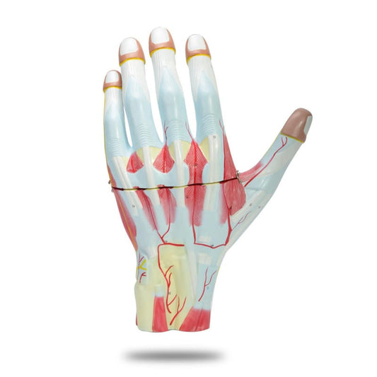 Three-Part Hand Model