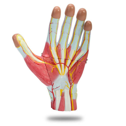 Three-Part Hand Model