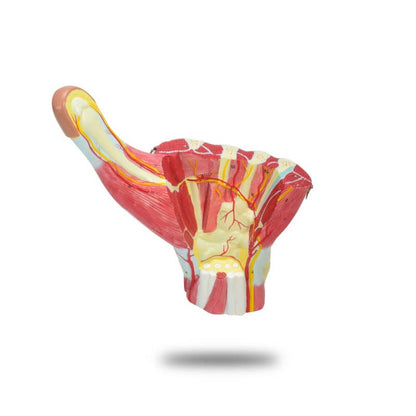 Three-Part Hand Model