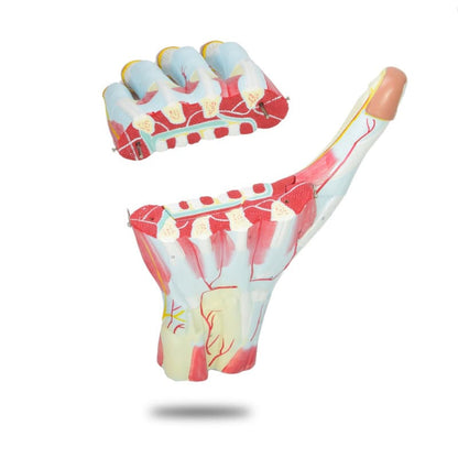 Three-Part Hand Model